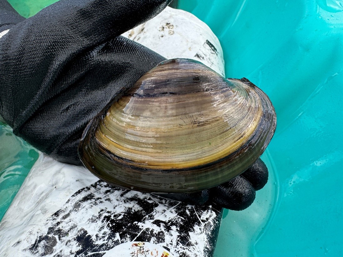 Freshwater Mussels